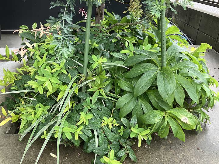 暑さも本番です